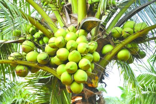 柬埔寨椰子获准输华